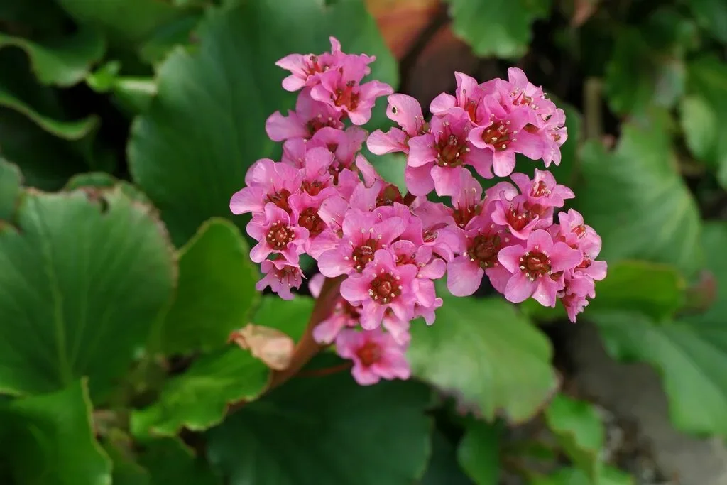 Бадан толстолистный - 3 изображение