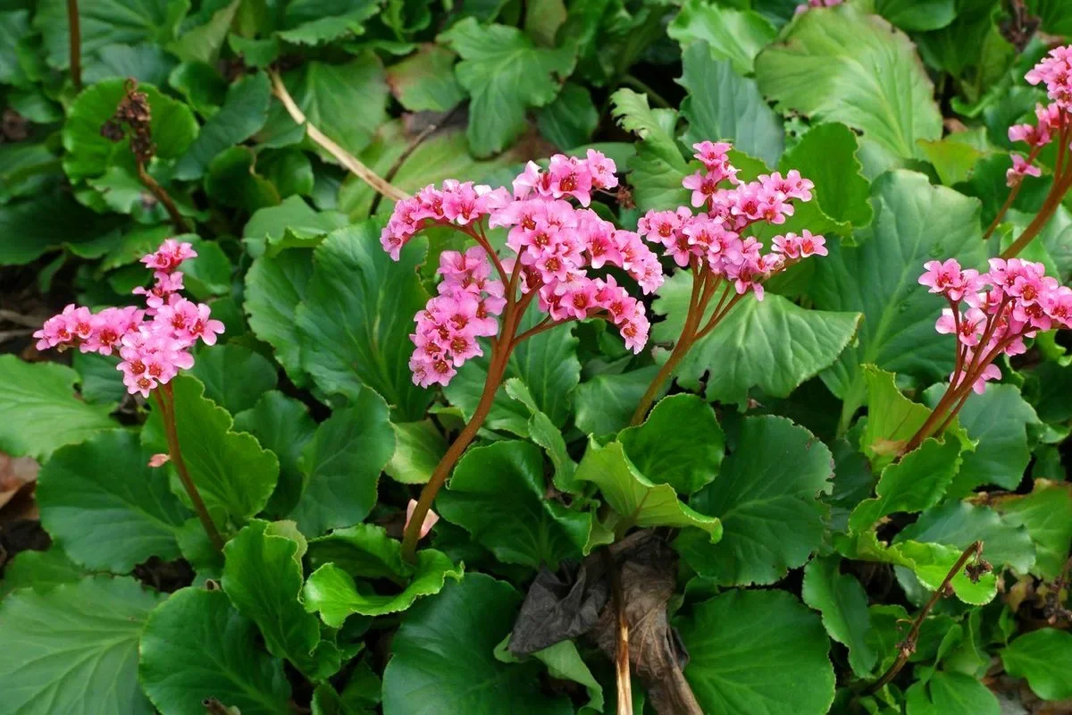 Бадан толстолистный - 2 изображение