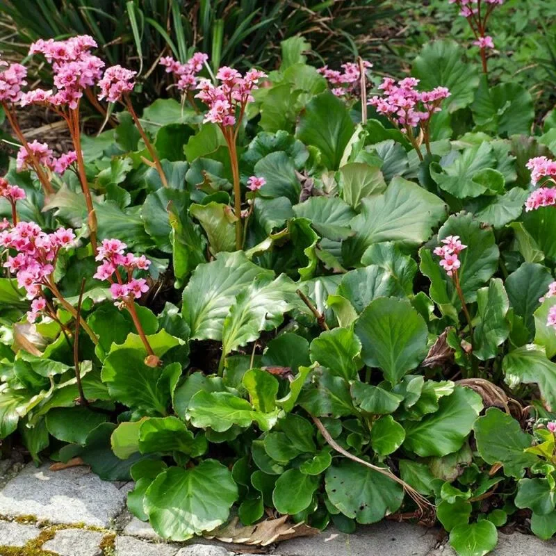 Бадан толстолистный