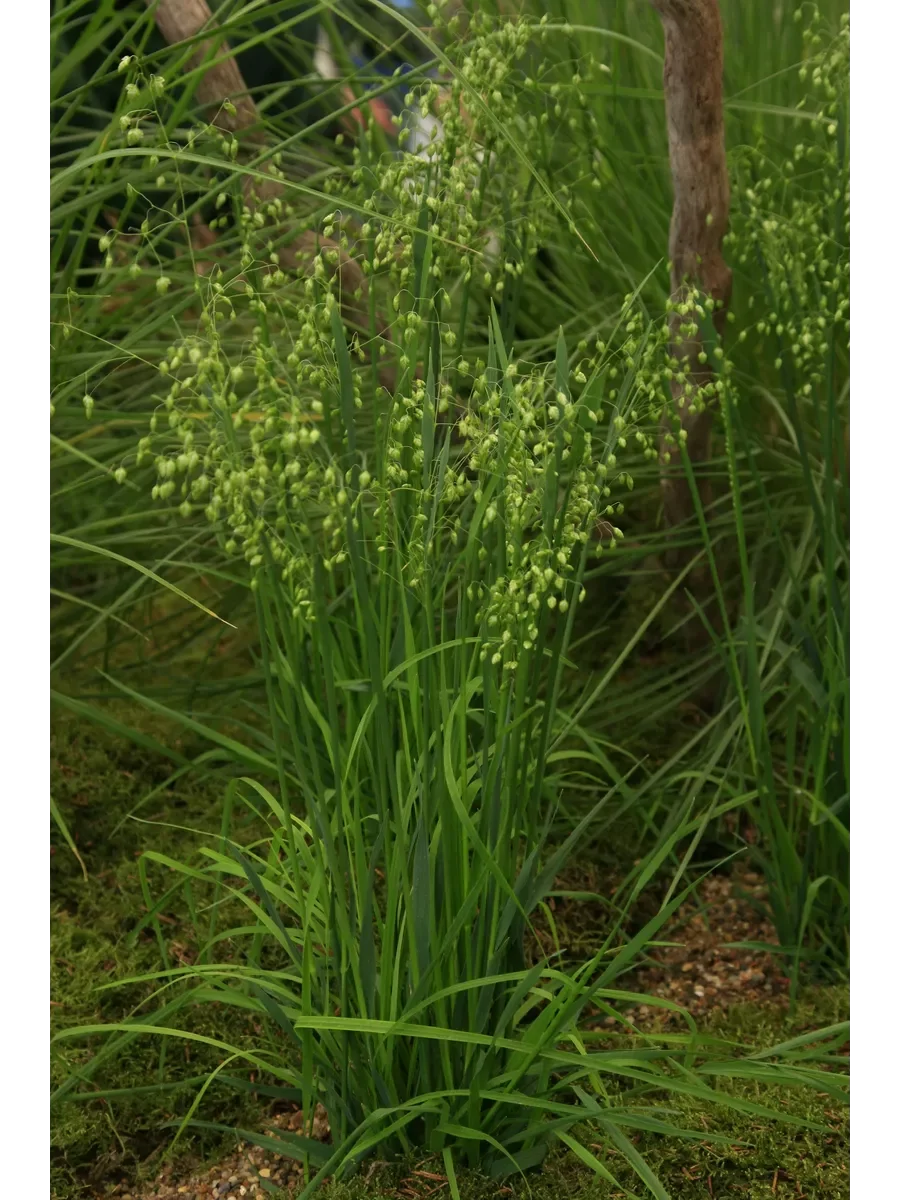 Бриза средняя - 3 изображение