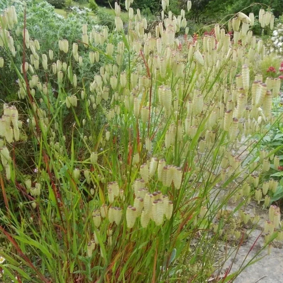 Бриза средняя - 2 изображение