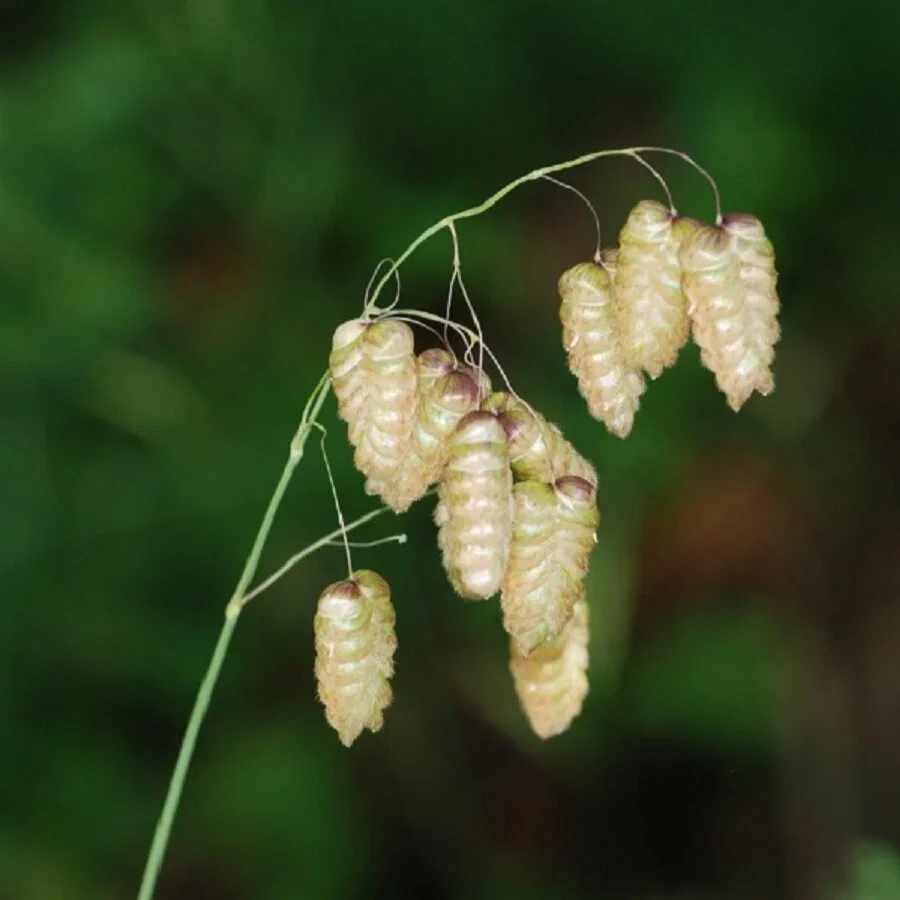 Бриза средняя