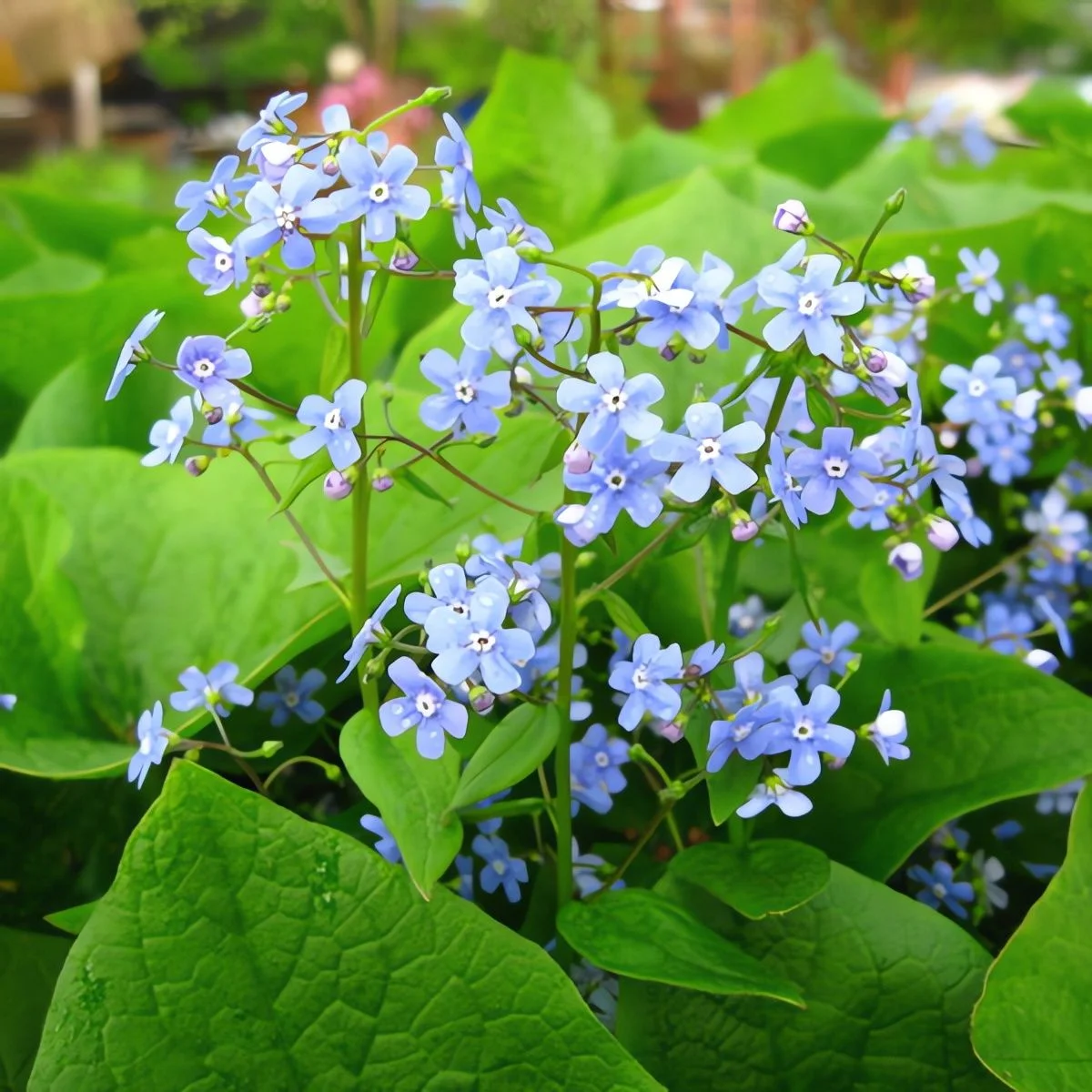 Бруннера крупнолистная - 2 изображение