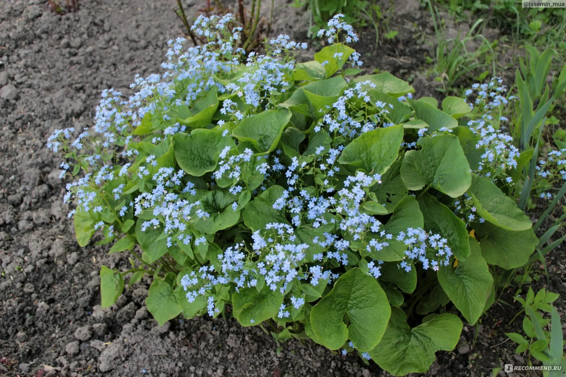 Бруннера крупнолистная