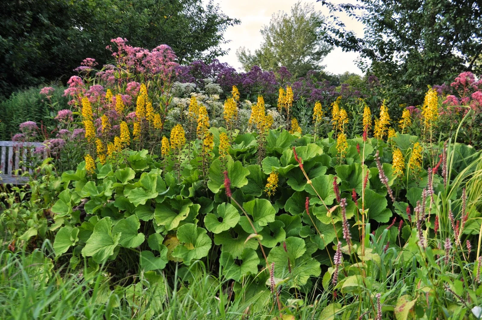 Бузульник Хессей - 3 изображение