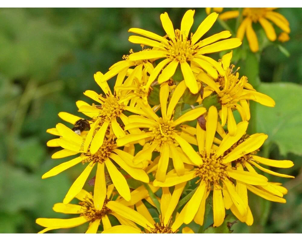 Бузульник Хессей - 2 изображение