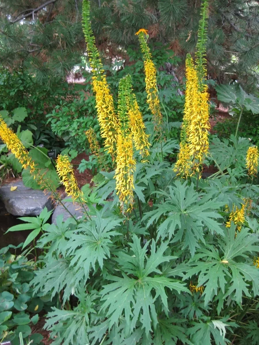 Бузульник Пржевальского - 3 изображение