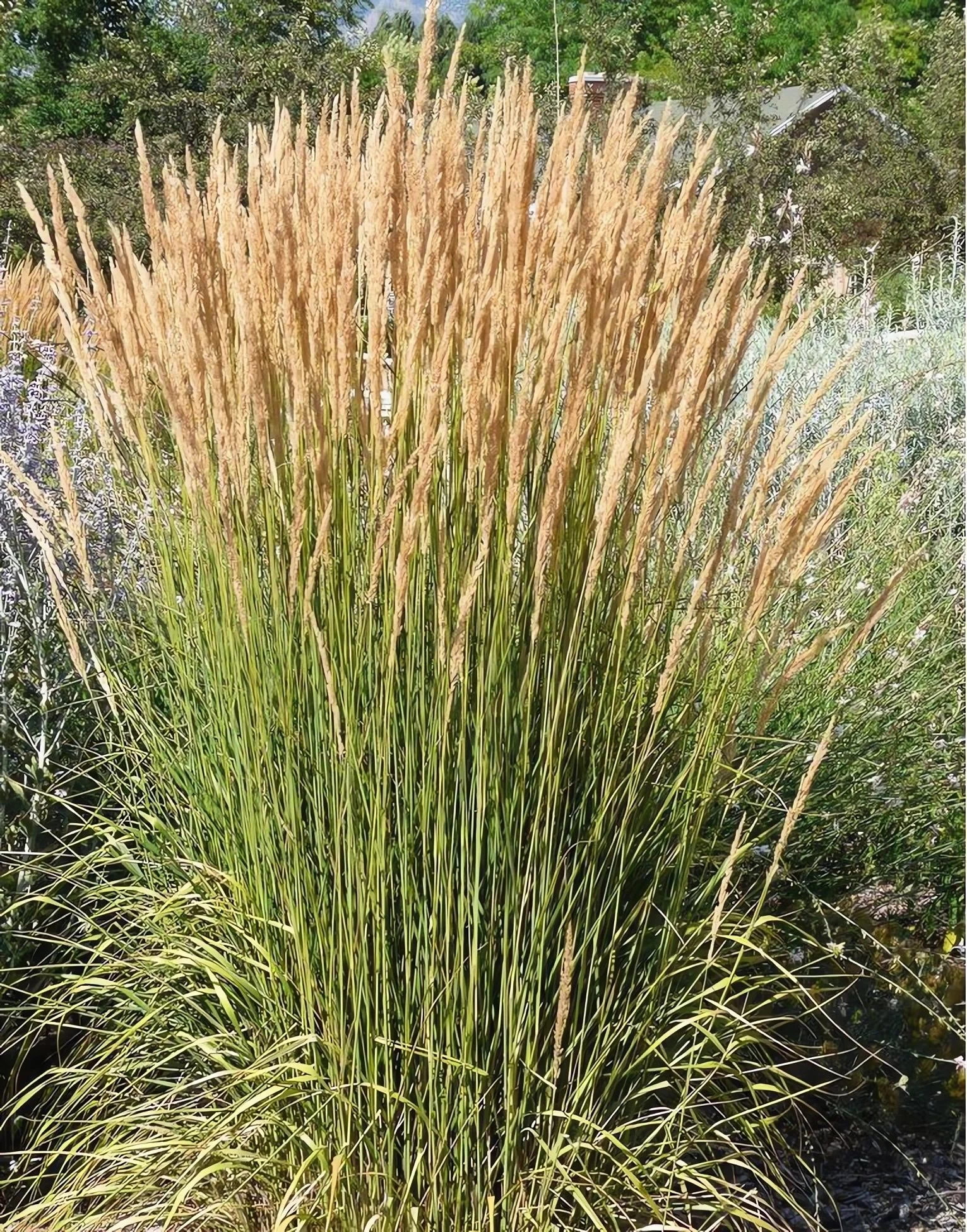 Вейник остроцветковый Аваланш - 2 изображение