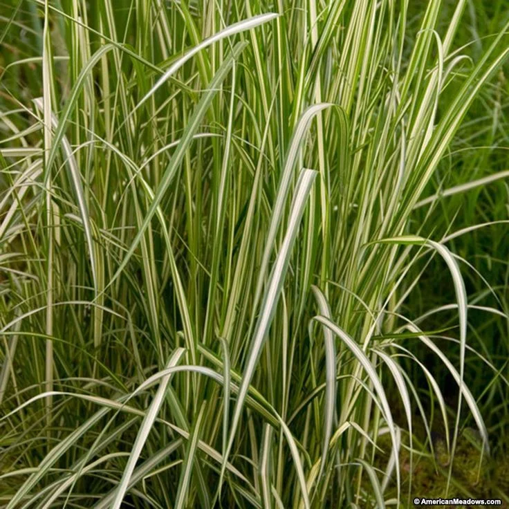 Вейник остроцветковый Аваланш