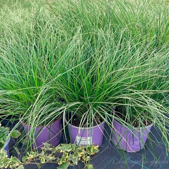 Осока гладконосая - 2 изображение