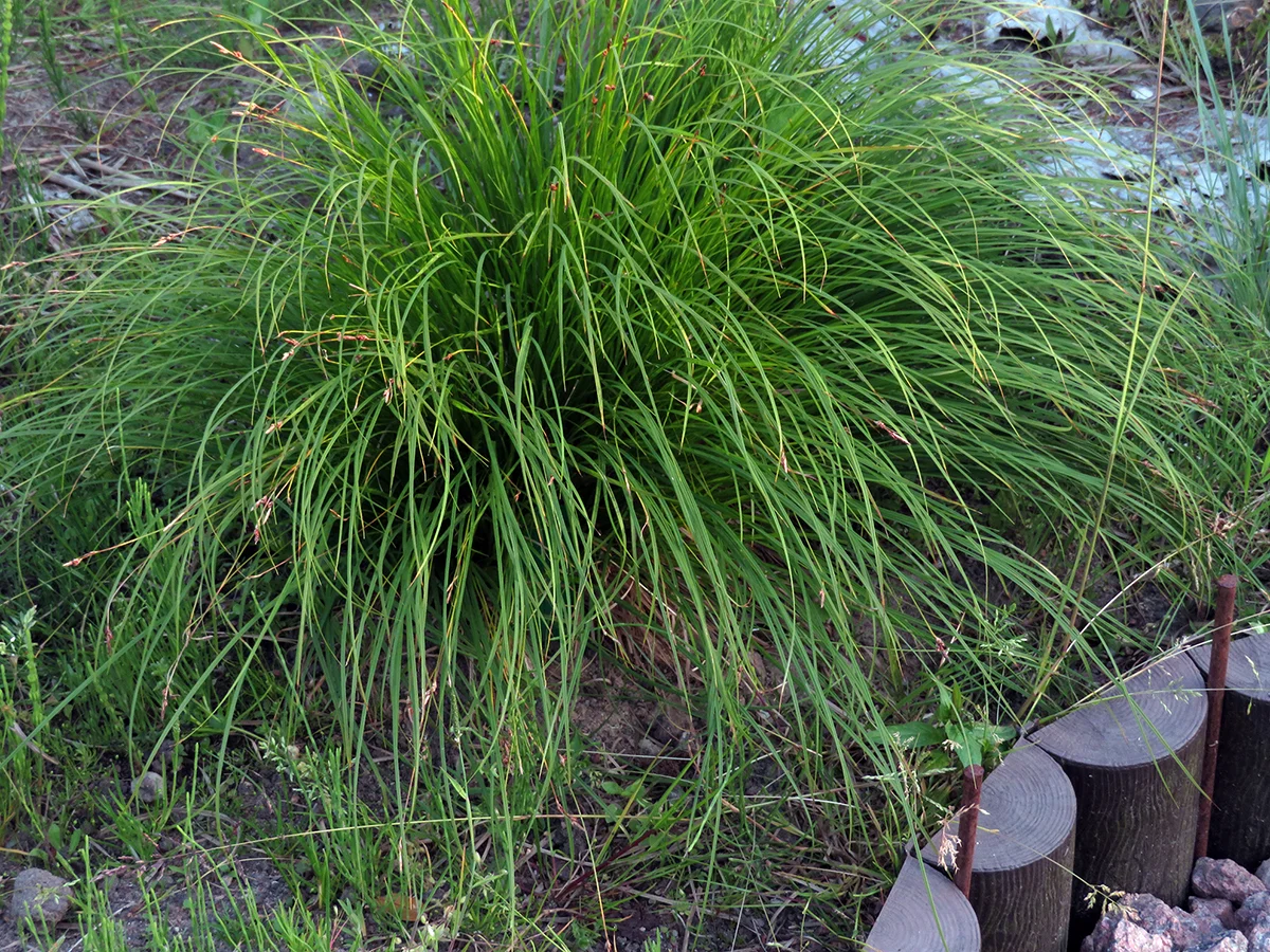 Осока гладконосая