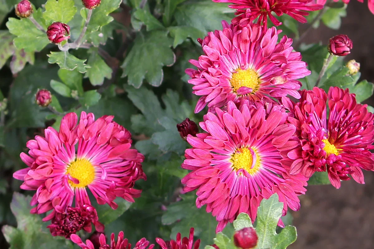 Хризантема корейская "Мальчиш-Кибальчиш" - 2 изображение