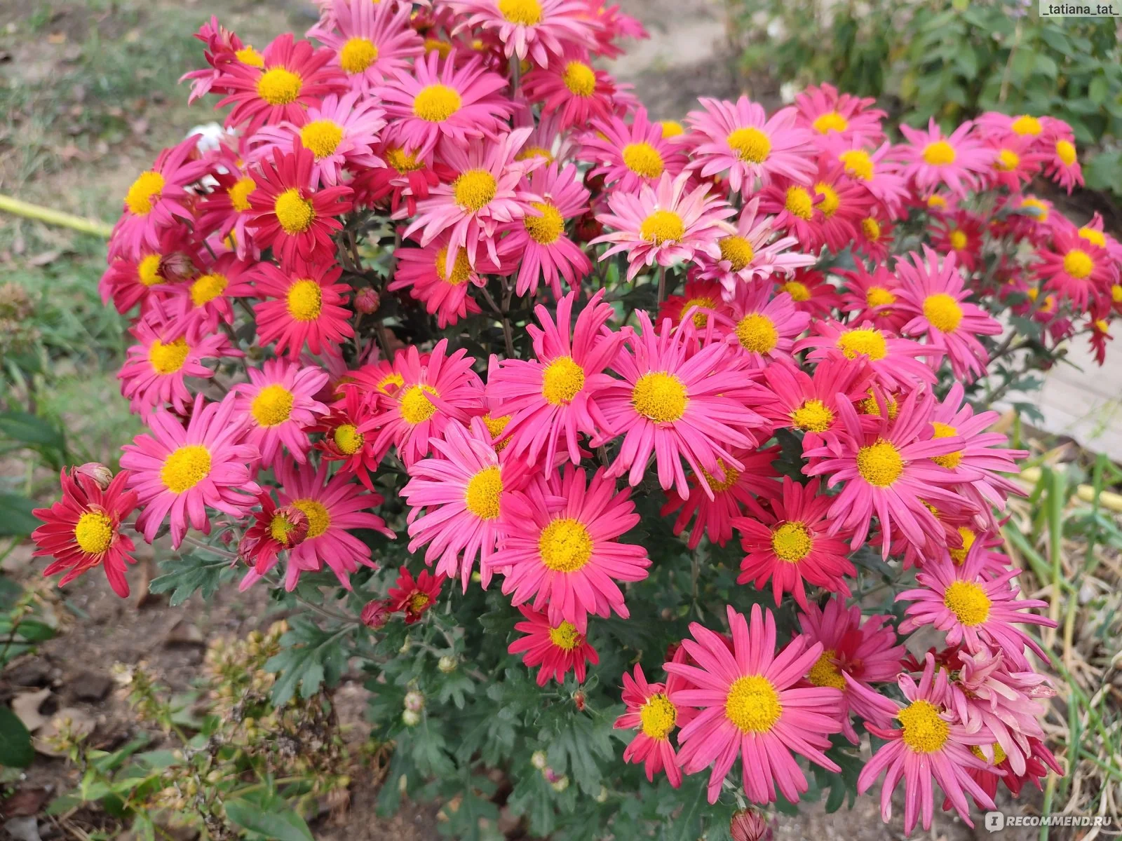 Хризантема корейская "Мальчиш-Кибальчиш" - 4 изображение