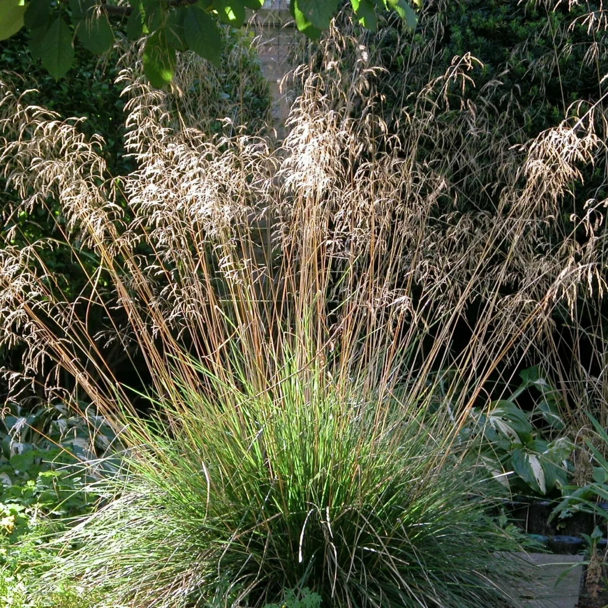 Луговик дернистый (Щучка дернистая)