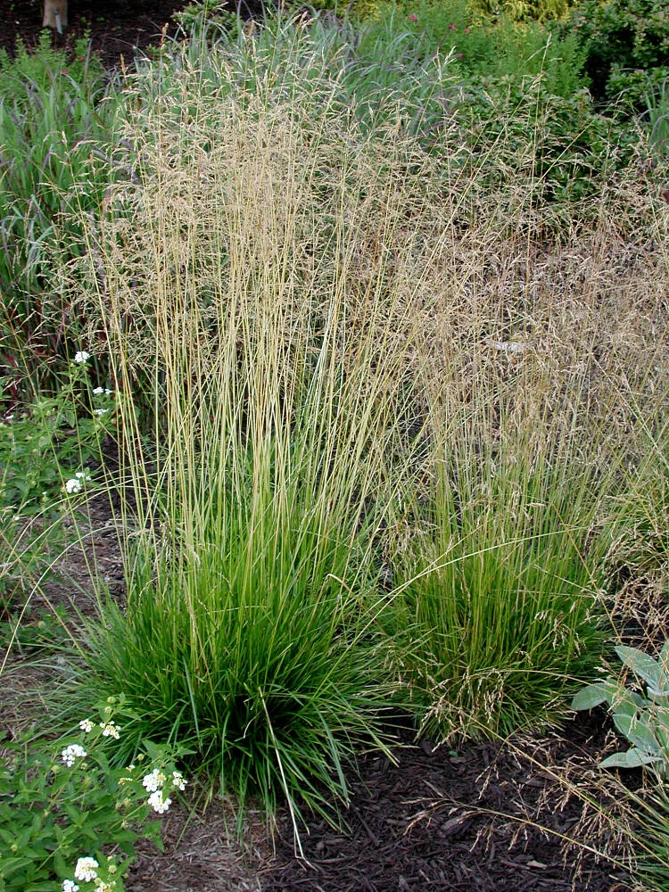 Луговик дернистый (Щучка дернистая) - 2 изображение