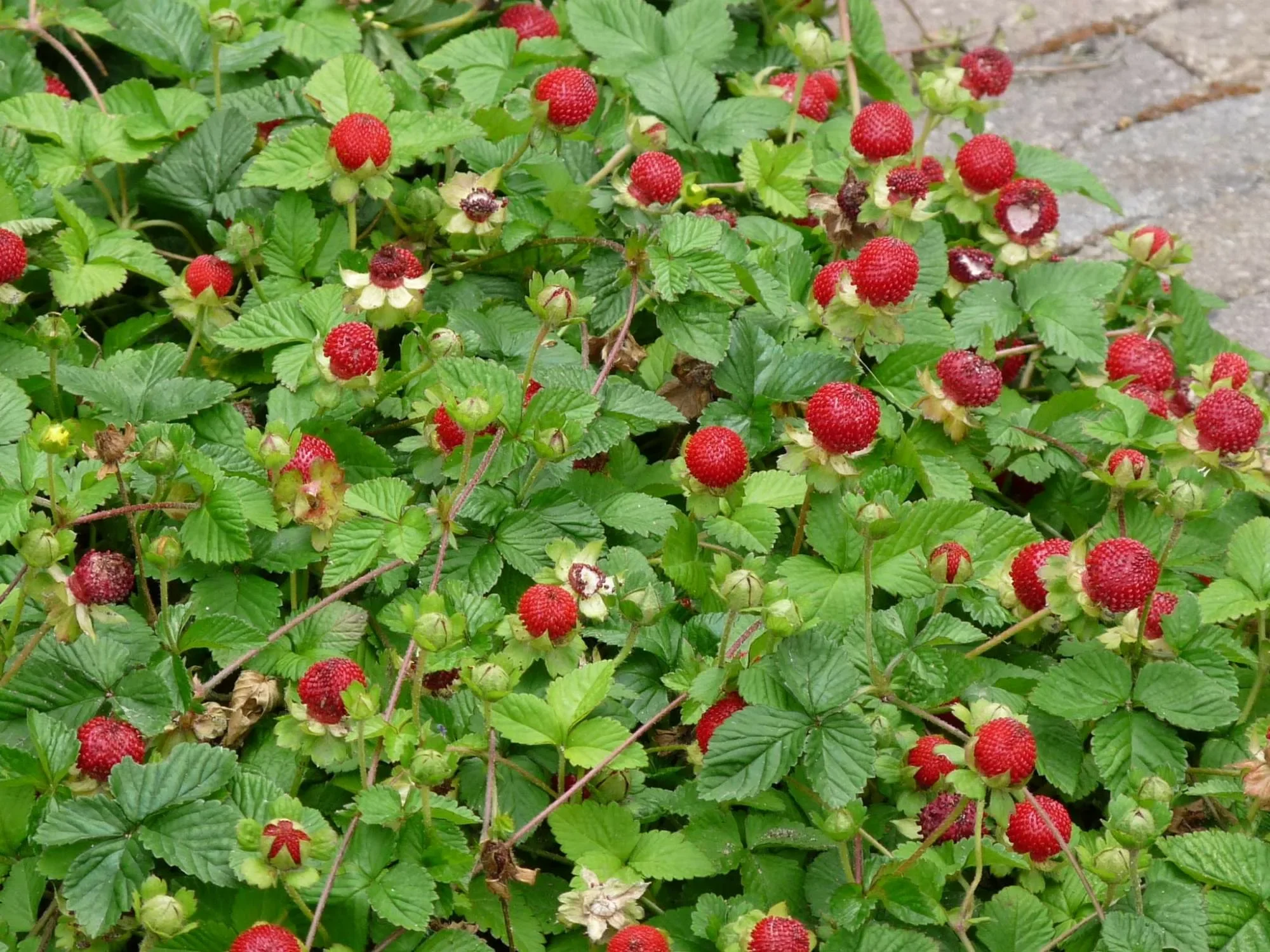 Дюшенея индийская - 3 изображение