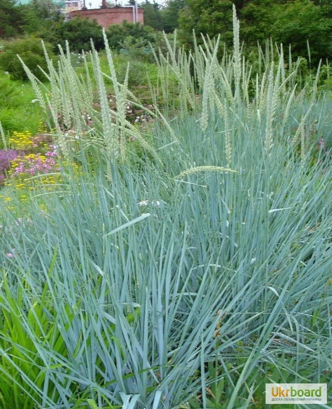 Элимус песчаный (Колосняк песчаный) - 2 изображение