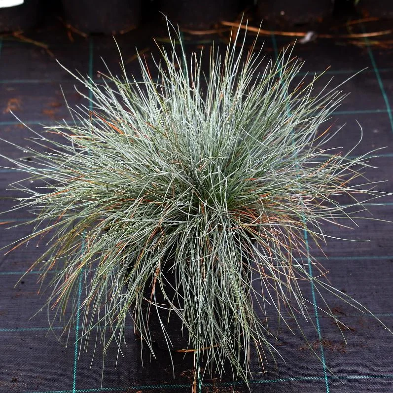 Овсяница сизая 'Фредди' - 3 изображение