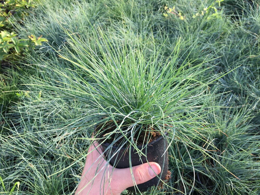 Овсяница сизая 'Фредди' - 2 изображение