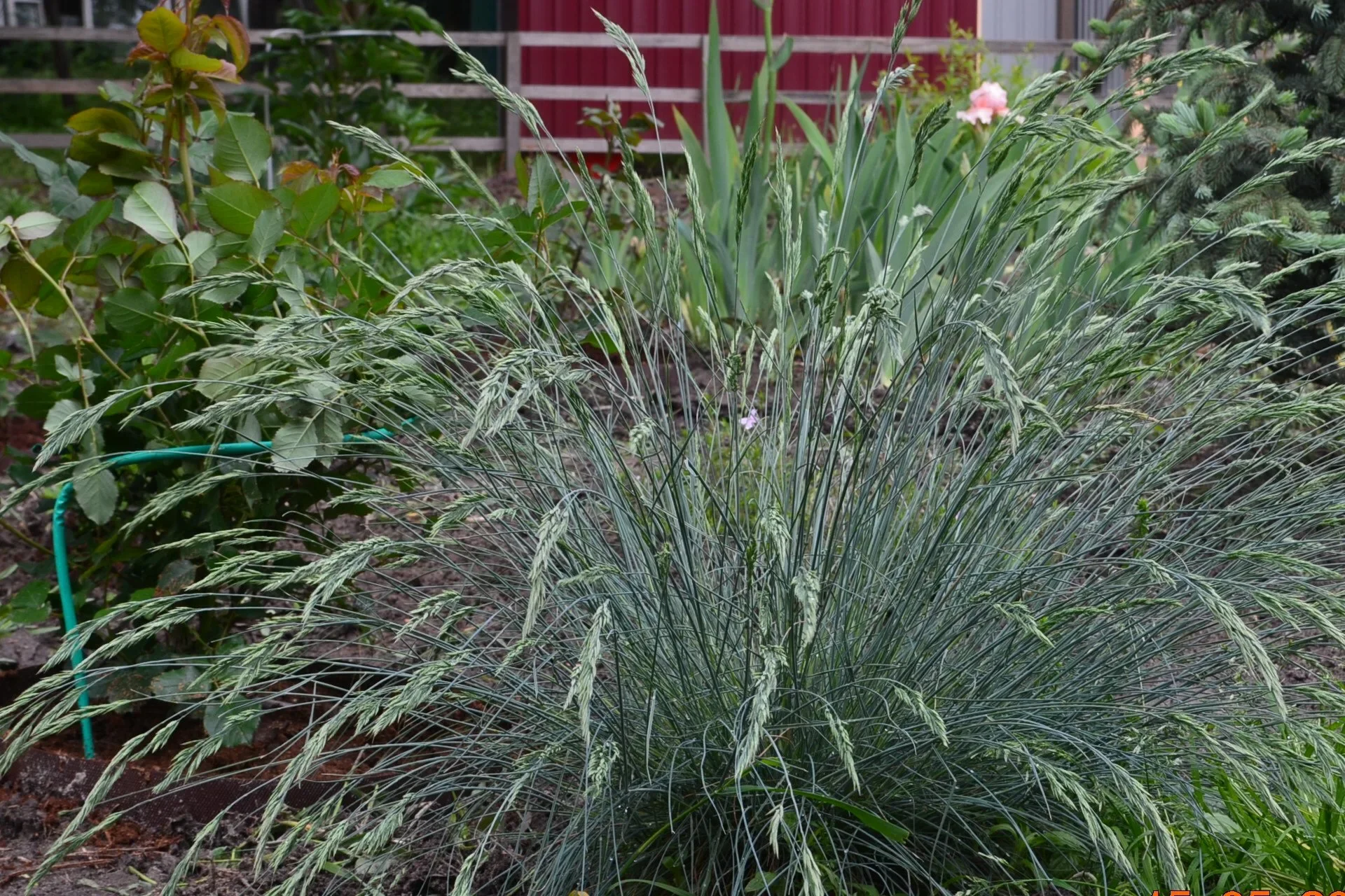 Овсяница сизая 'Фредди'