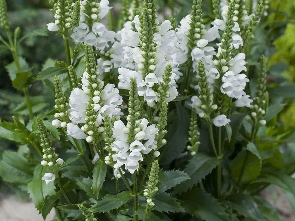 Физостегия виргинская "Кристал Пик Вайт" - 3 изображение