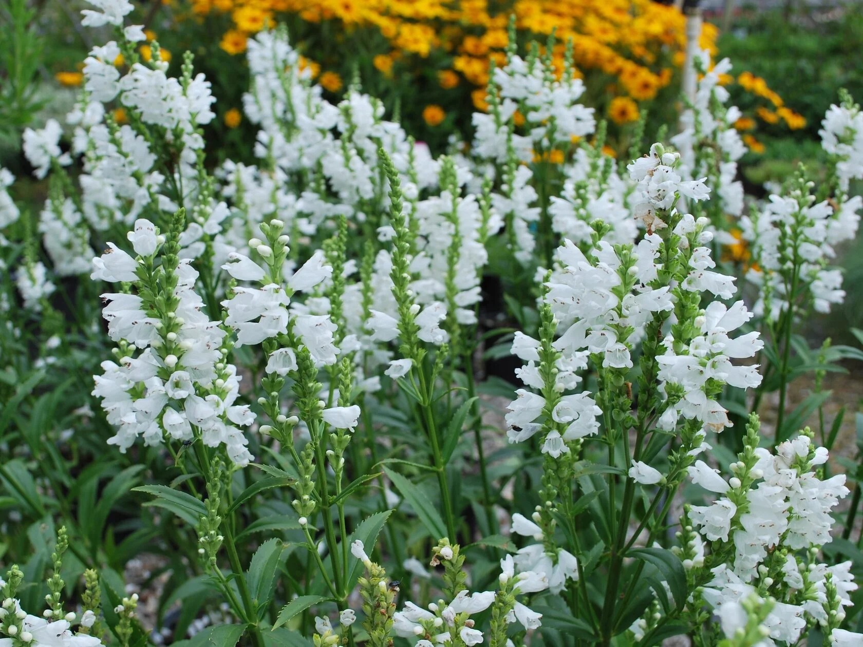 Физостегия виргинская "Кристал Пик Вайт" - 2 изображение