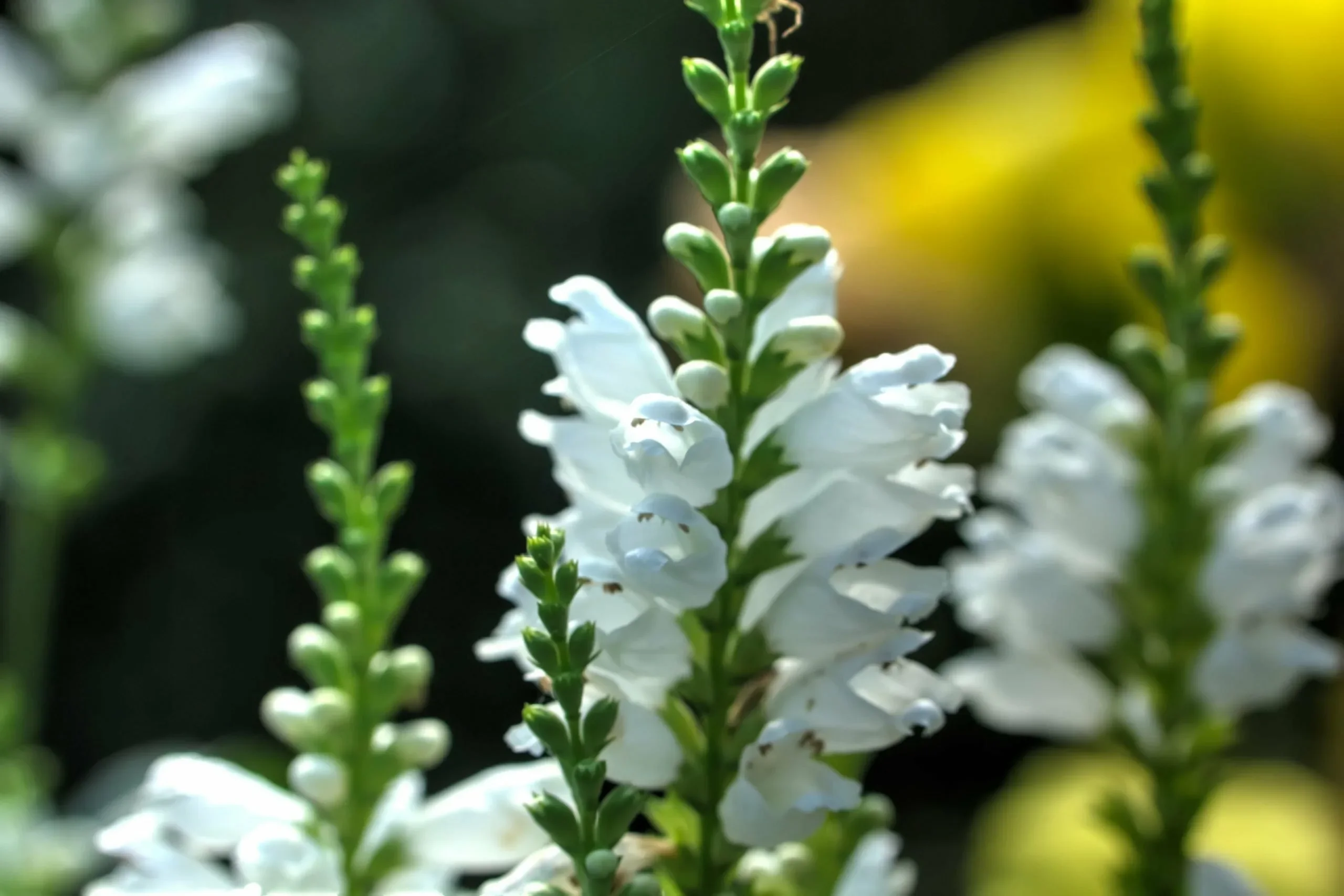 Физостегия виргинская "Кристал Пик Вайт"