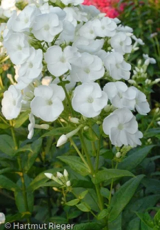 Флокс метельчатый "Даниэль"