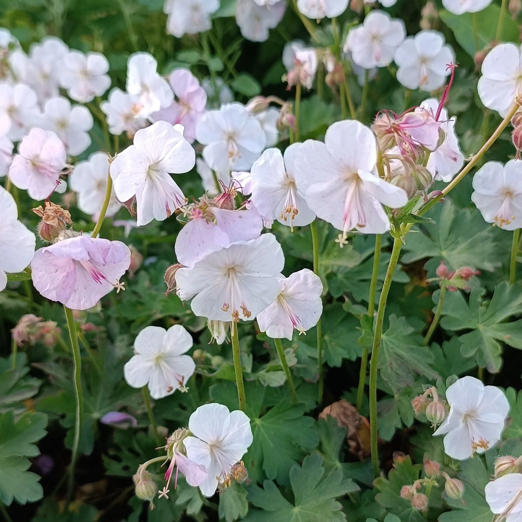 Герань кантабрийская Сайнт Оле - 3 изображение