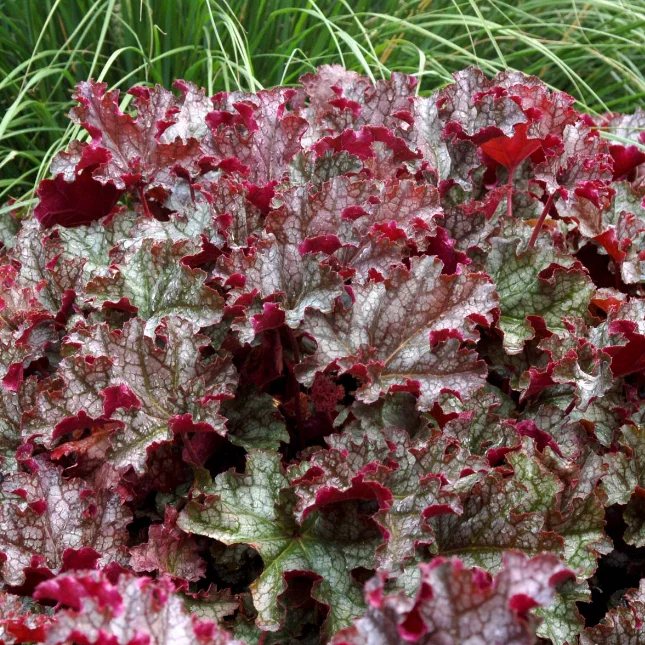 Гейхера гибридная "Кан Кан" - 2 изображение