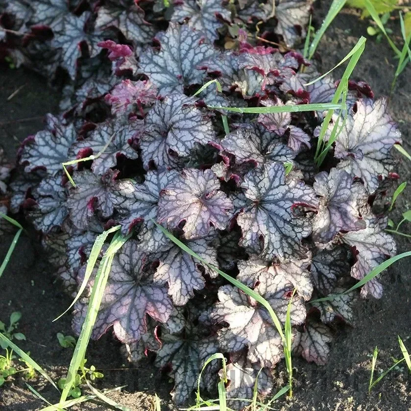 Гейхера гибридная "Кан Кан"