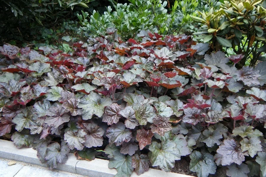 Гейхера мелкоцветковая "Палас Перпл" - 2 изображение