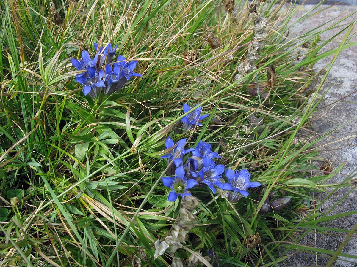 Горечавка даурская - 2 изображение