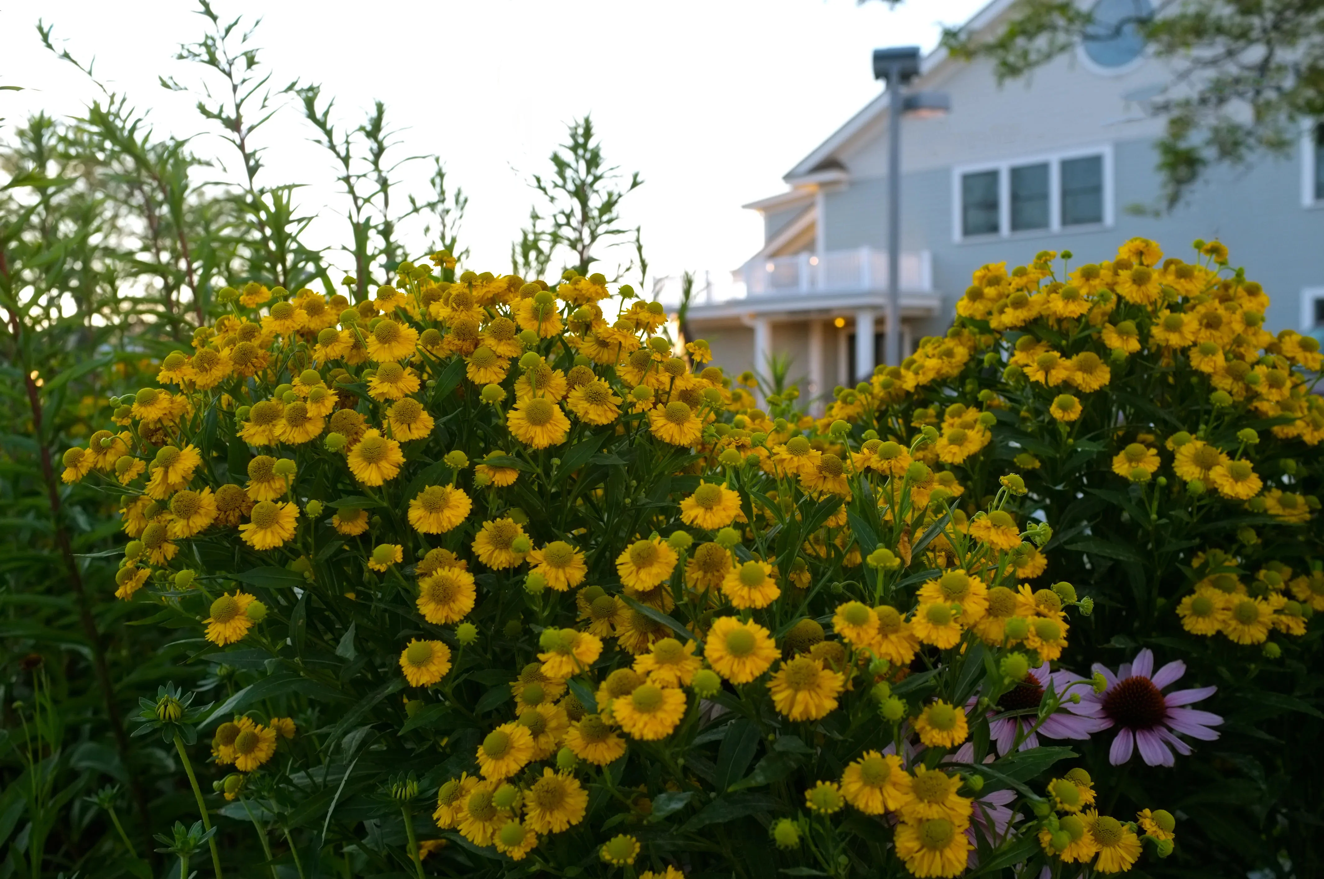 Гелениум осенний Канария - 3 изображение