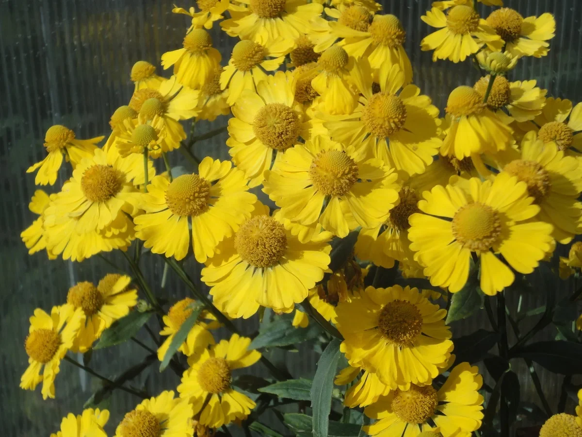 Гелениум осенний Канария - 2 изображение