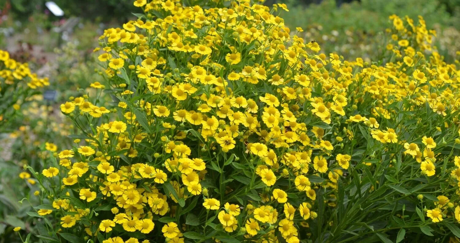 Гелениум осенний Канария