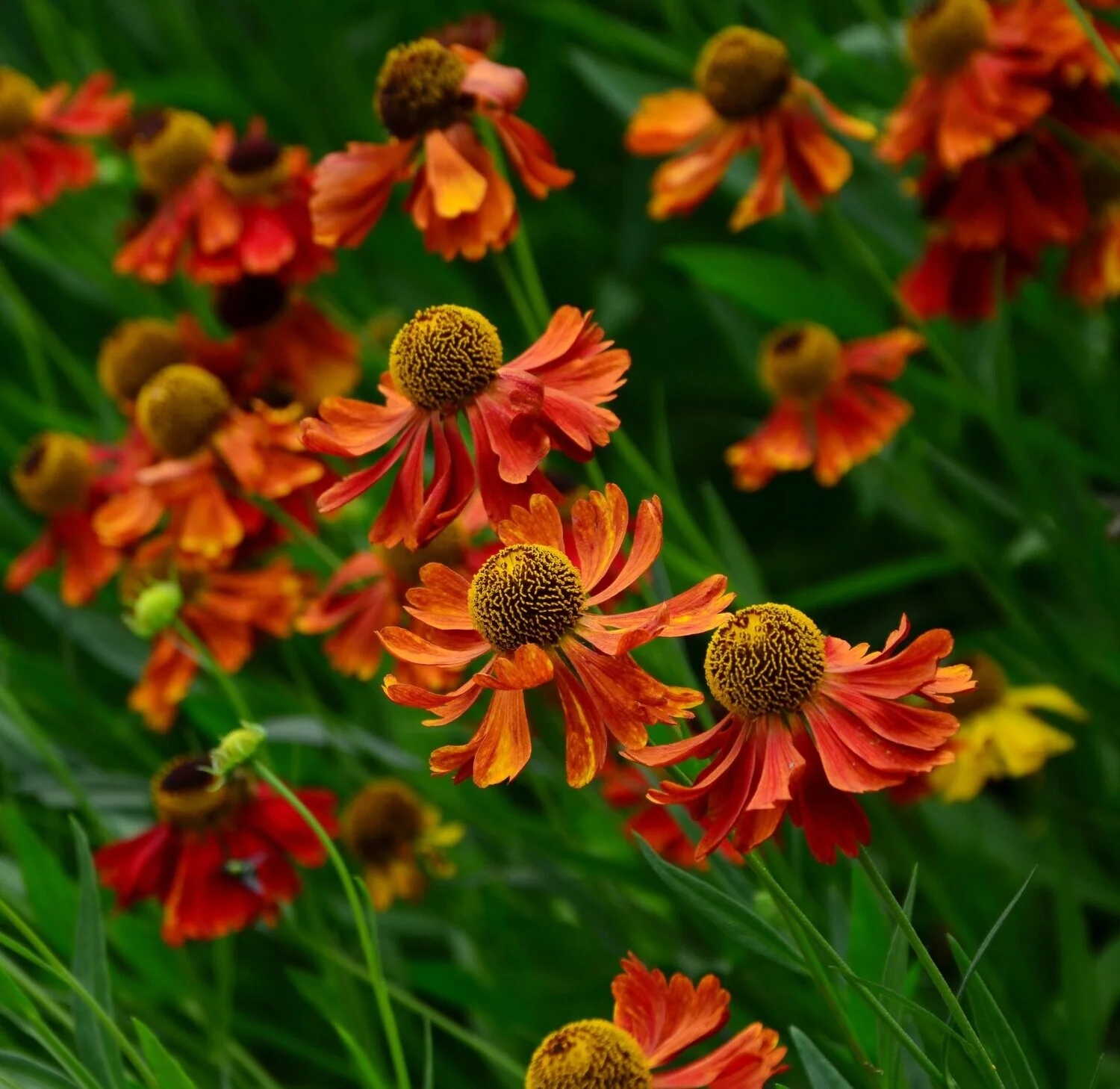 Гелениум осенний Моерхайм Бьюти - 3 изображение