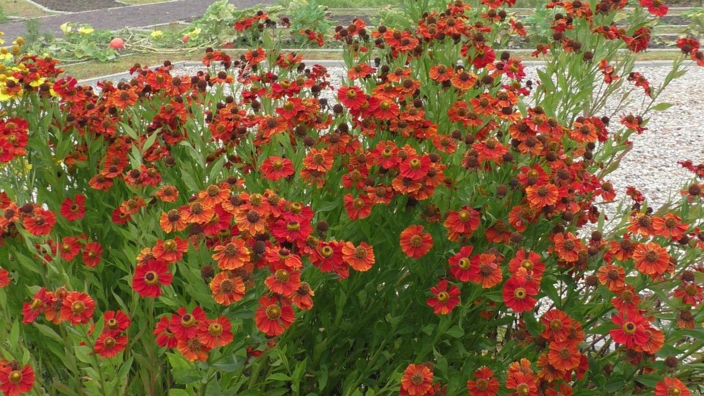 Гелениум осенний Моерхайм Бьюти - 2 изображение