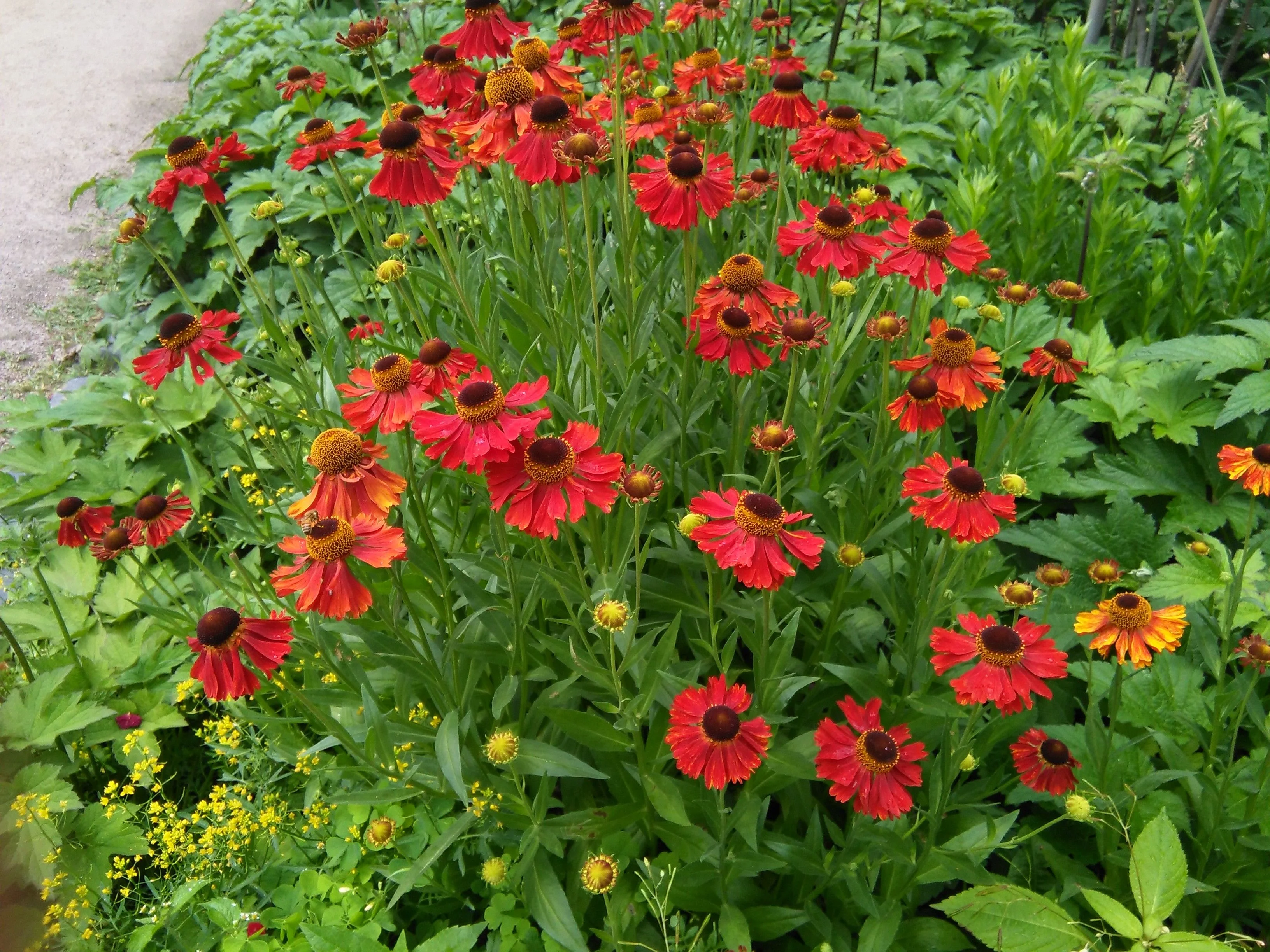 Гелениум осенний Моерхайм Бьюти