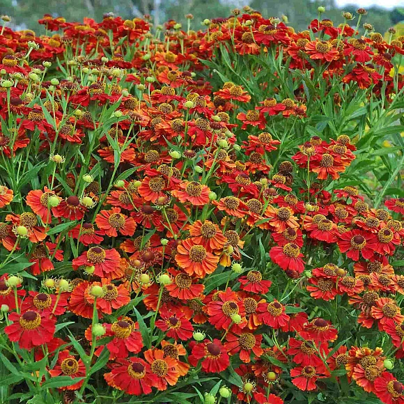 Гелениум осенний Поттерс Вил - 3 изображение