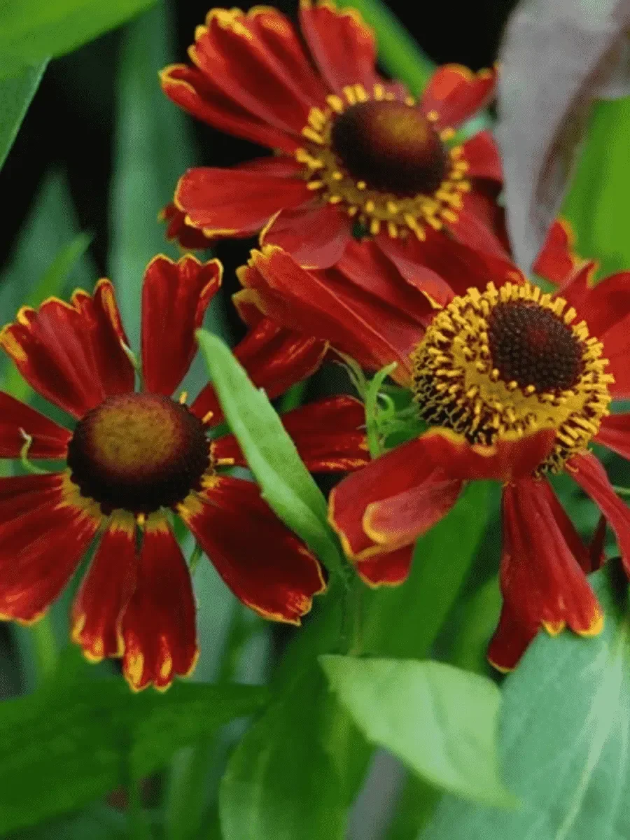 Гелениум осенний Поттерс Вил