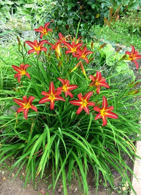 Лилейник гибридный "Отум Ред" - 3 изображение