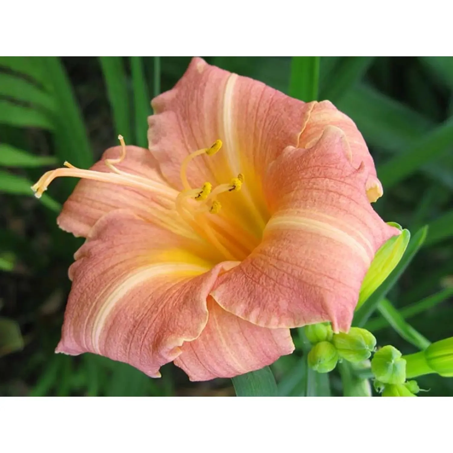 Лилейник гибридный 'Чилдрен Фестивал' - 3 изображение