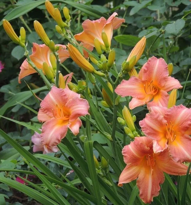 Лилейник гибридный 'Чилдрен Фестивал' - 2 изображение