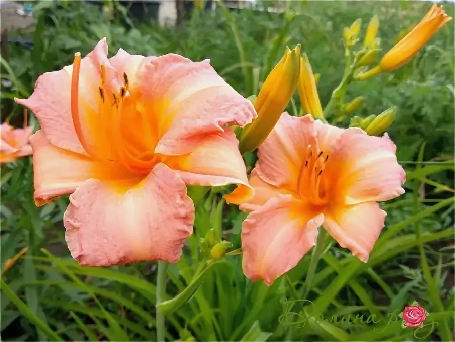 Лилейник гибридный 'Чилдрен Фестивал'