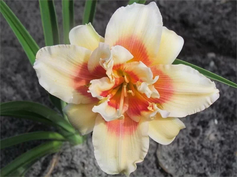 Лилейник гибридный "Фоти Секонд Стрит" - 3 изображение