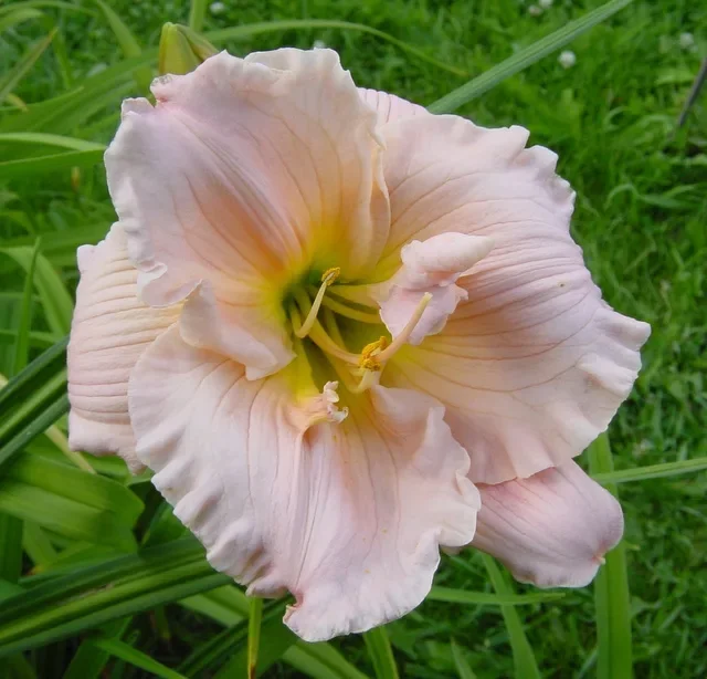 Лилейник гибридный "Барбара Митчелл"