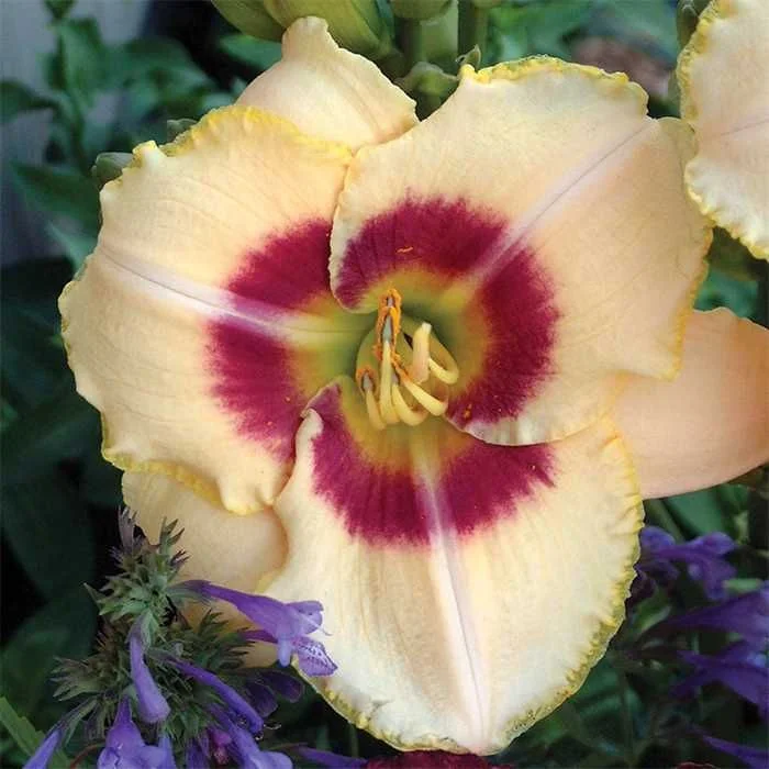 Лилейник гибридный Рейнбоу Кенди - 2 изображение