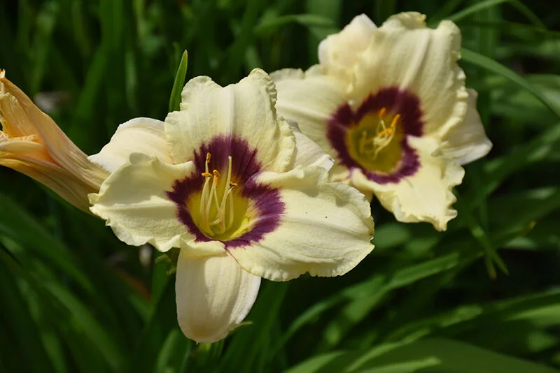 Лилейник гибридный Рейнбоу Кенди