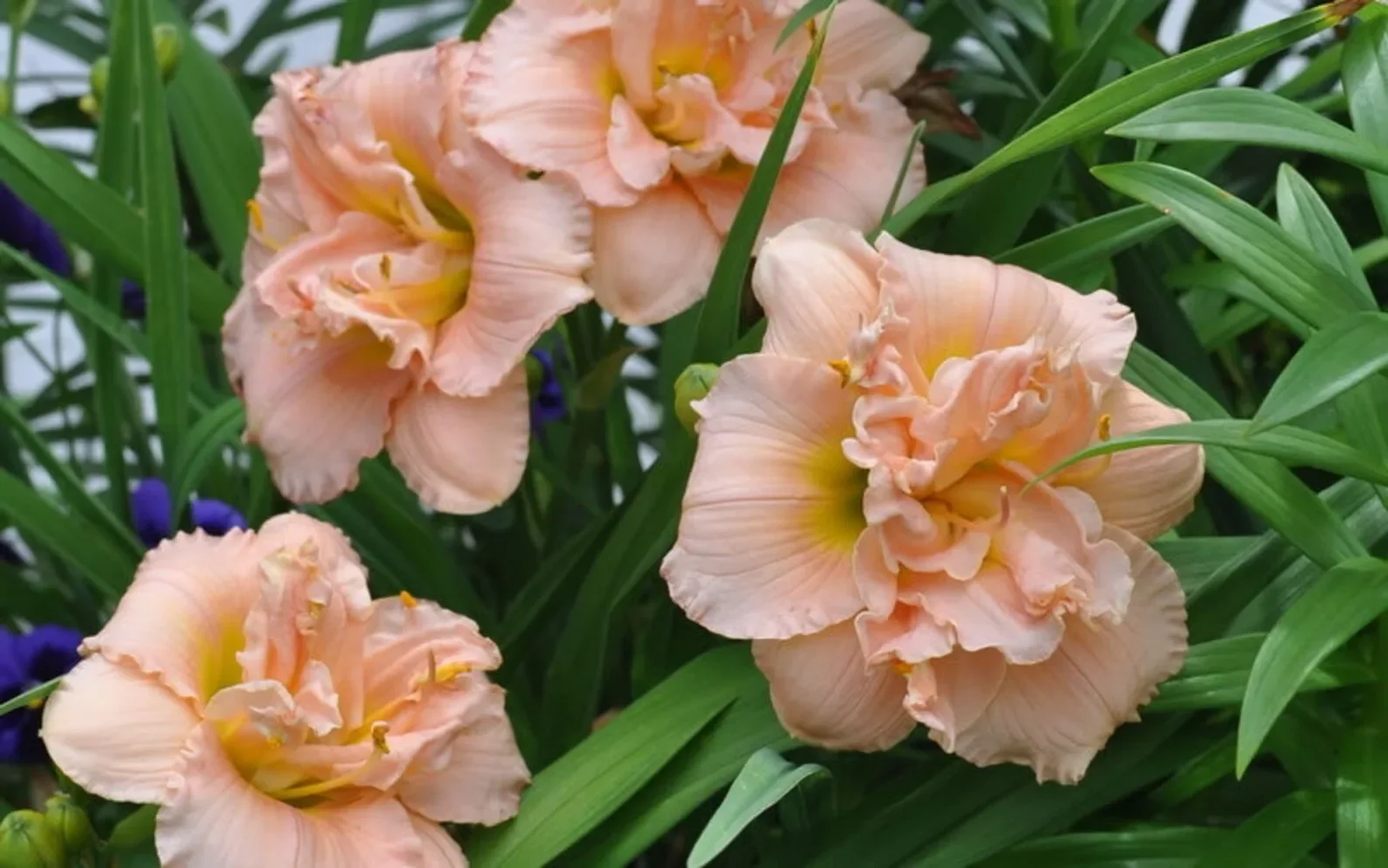 Лилейник гибридный "Лэйси Дойли" - 2 изображение